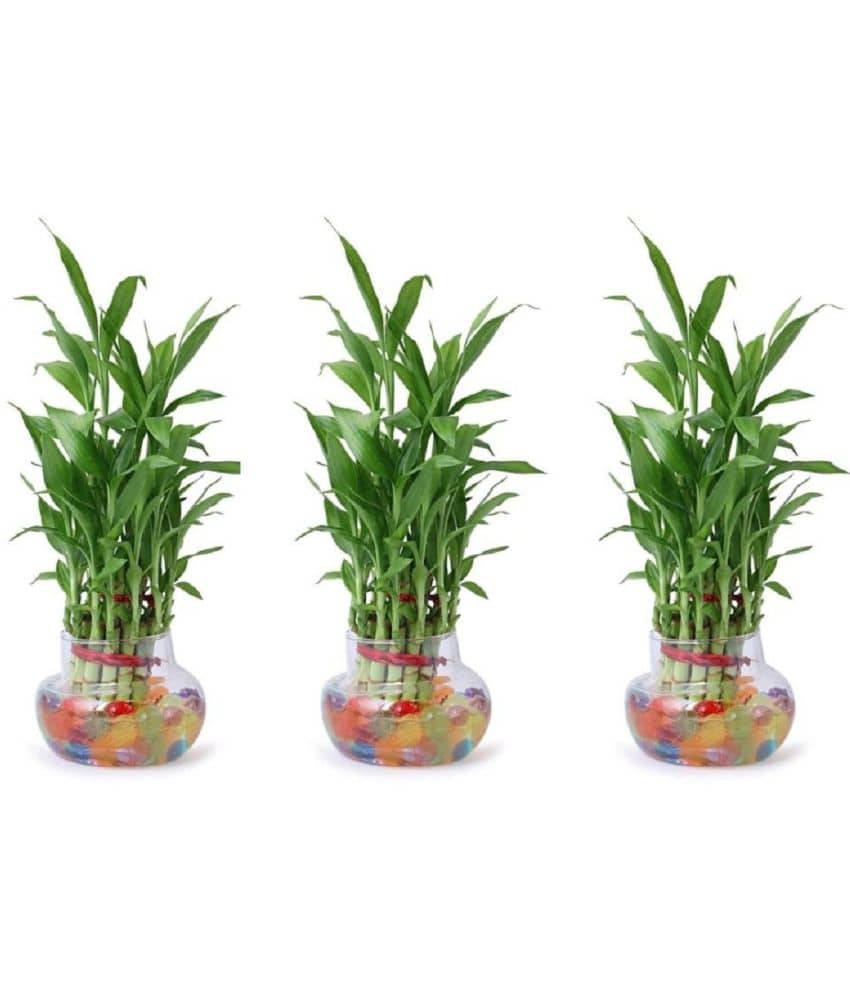 Green plant indoor - Green Wild Artificial Flowers With Pot ( Pack of 3 )