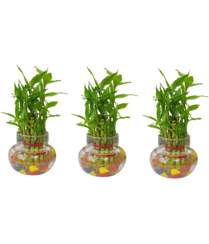     			Green plant indoor - Green Wild Artificial Flowers With Pot ( Pack of 3 )