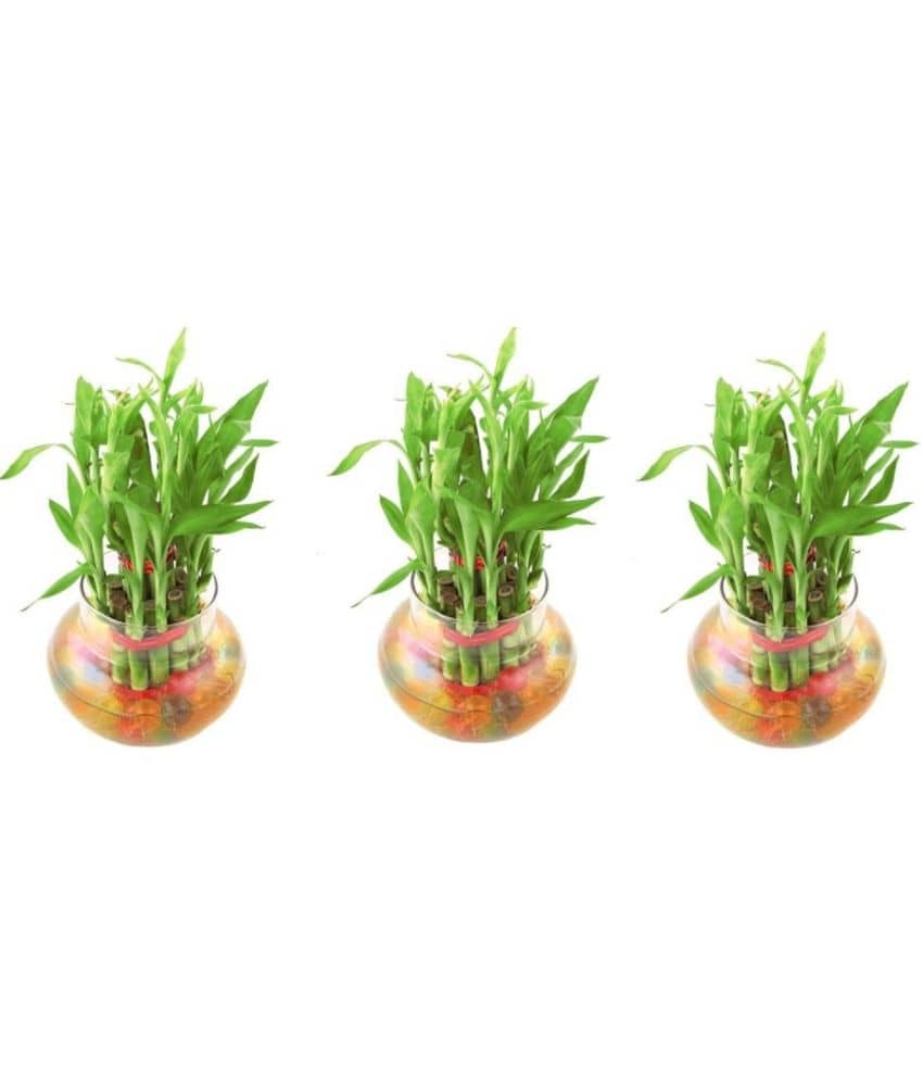 Green plant indoor - Green Wild Artificial Flowers With Pot ( Pack of 3 )