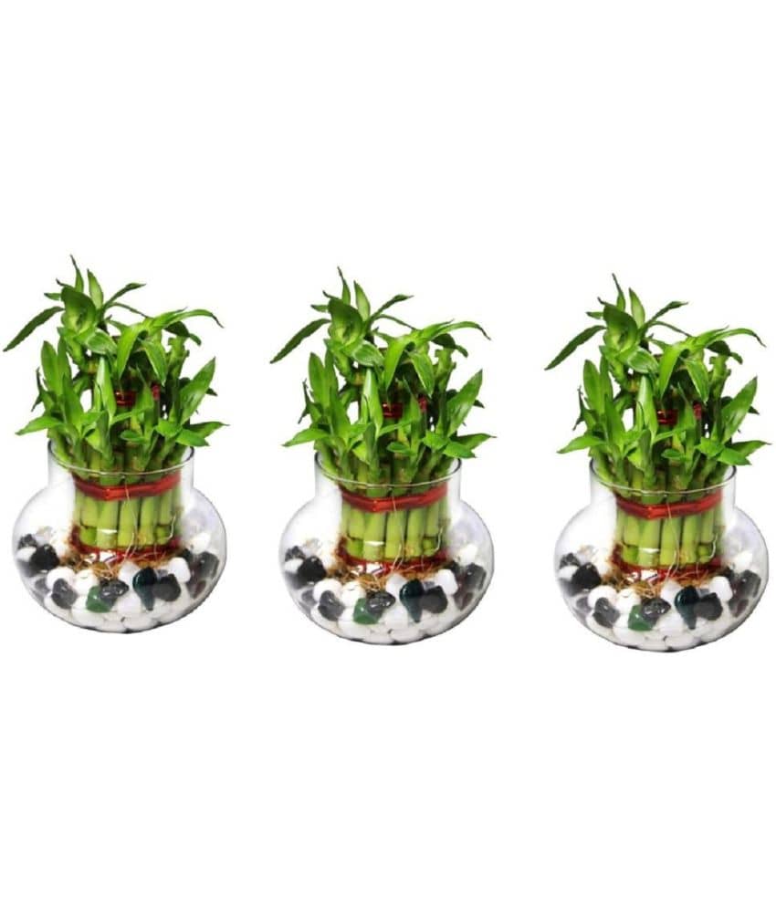 Green plant indoor - Green Wild Artificial Flowers With Pot ( Pack of 3 )