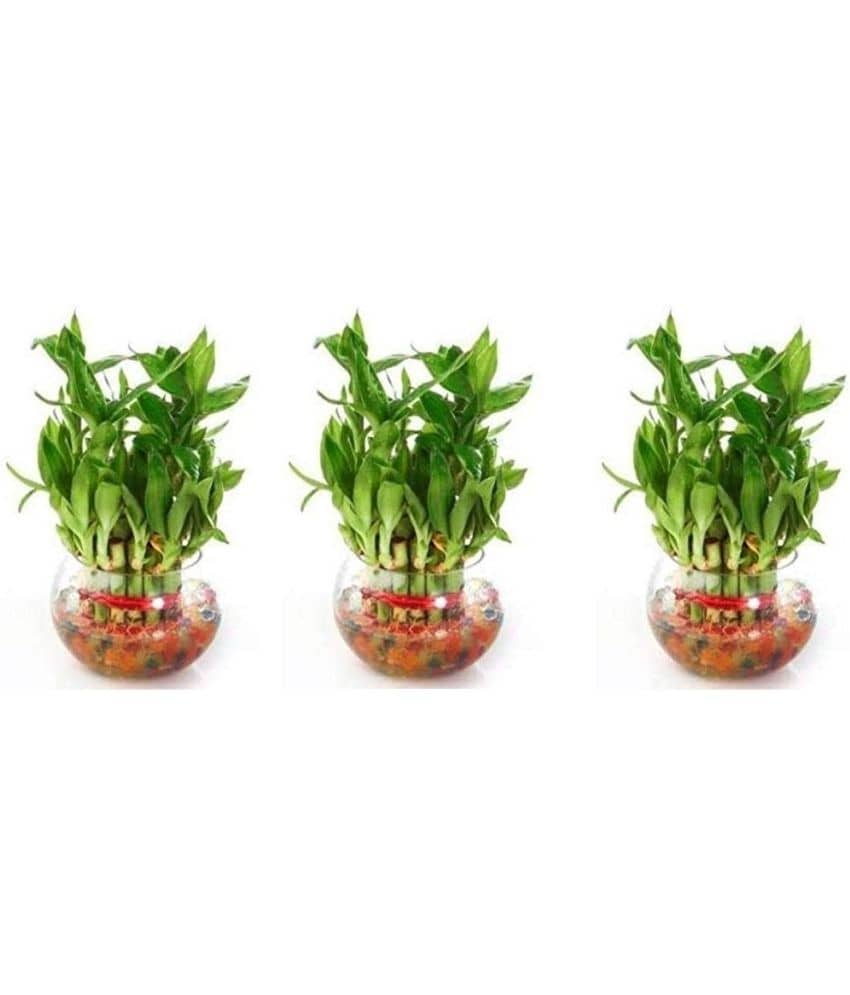 Green plant indoor - Green Wild Artificial Flowers With Pot ( Pack of 3 )