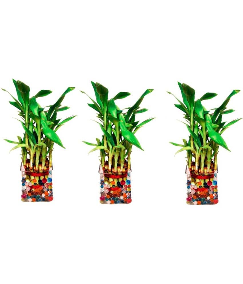 Green plant indoor - Green Wild Artificial Flowers With Pot ( Pack of 3 )