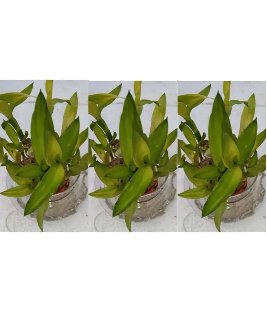 Green plant indoor - Green Wild Artificial Flowers With Pot ( Pack of 3 )