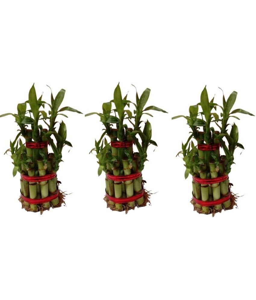 Green plant indoor - Green Wild Artificial Flowers With Pot ( Pack of 3 )