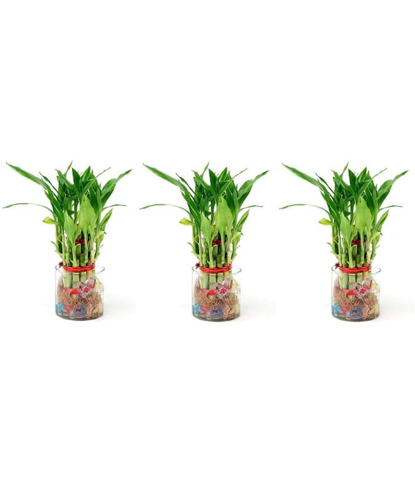 Green plant indoor - Green Wild Artificial Flowers With Pot ( Pack of 3 )
