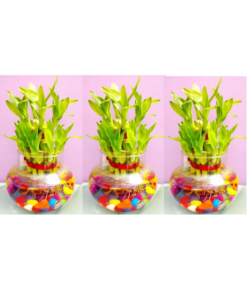 Green plant indoor - Green Wild Artificial Flowers With Pot ( Pack of 3 )