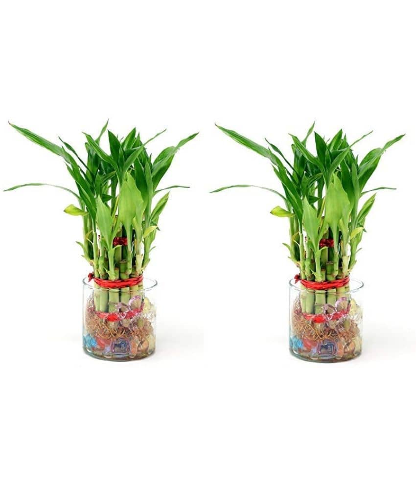 Green plant indoor - Green Wild Artificial Flowers With Pot ( Pack of 2 )
