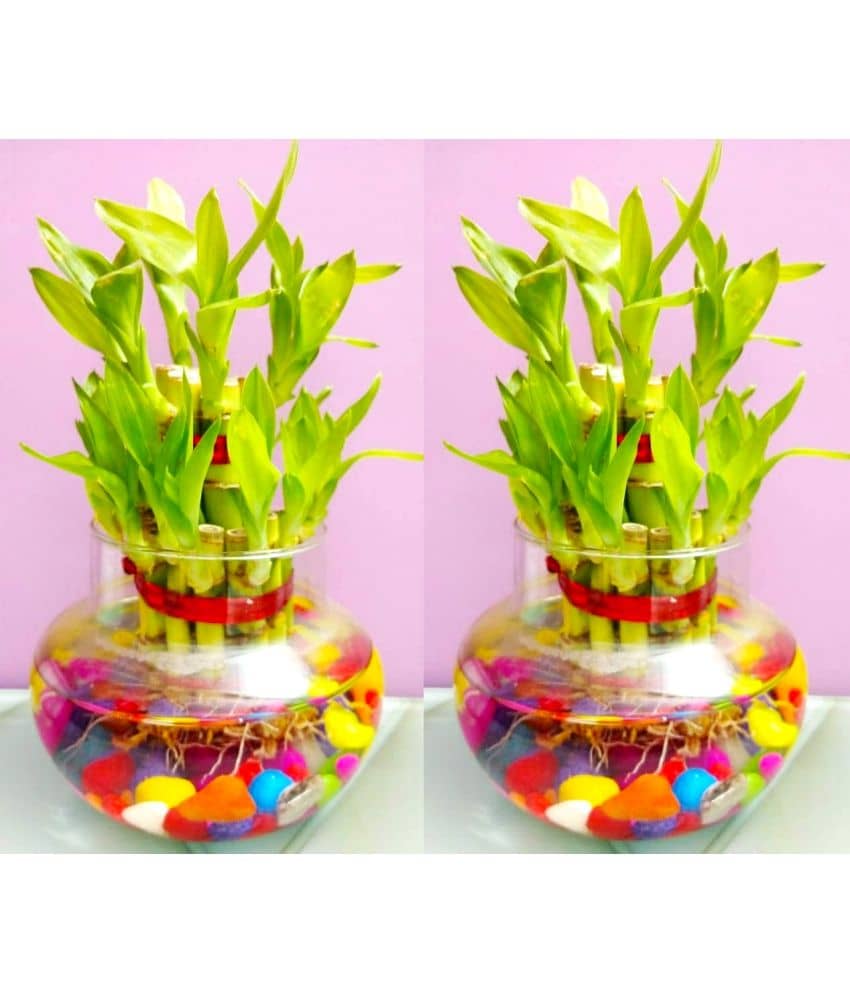 Green plant indoor - Green Wild Artificial Flowers With Pot ( Pack of 2 )