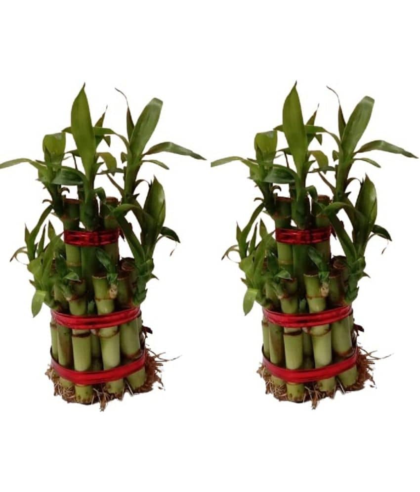 Green plant indoor - Green Wild Artificial Flowers With Pot ( Pack of 2 )