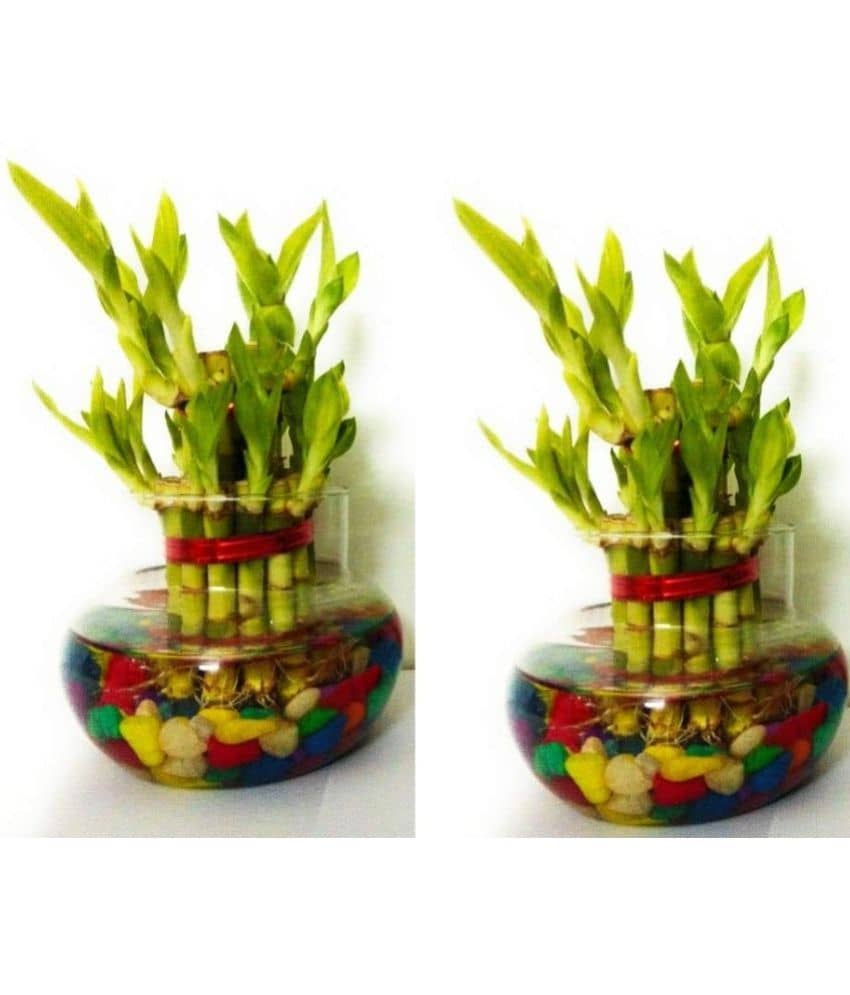 Green plant indoor - Green Wild Artificial Flowers With Pot ( Pack of 2 )