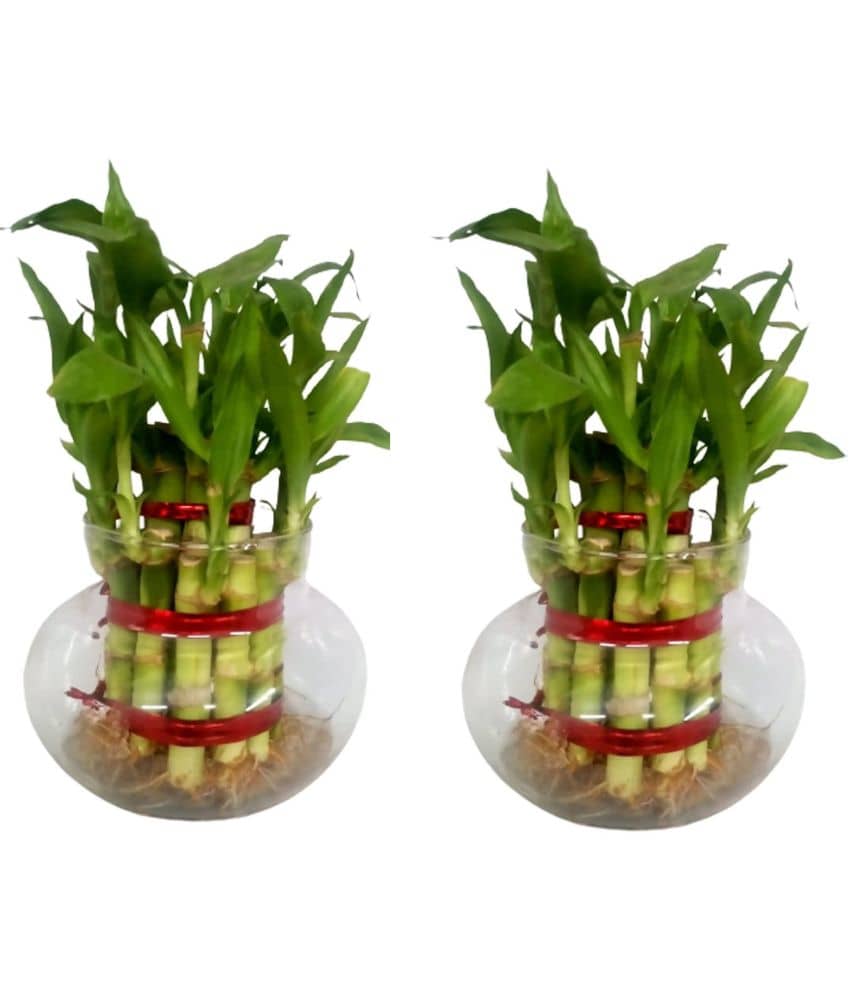 Green plant indoor - Green Wild Artificial Flowers With Pot ( Pack of 2 )