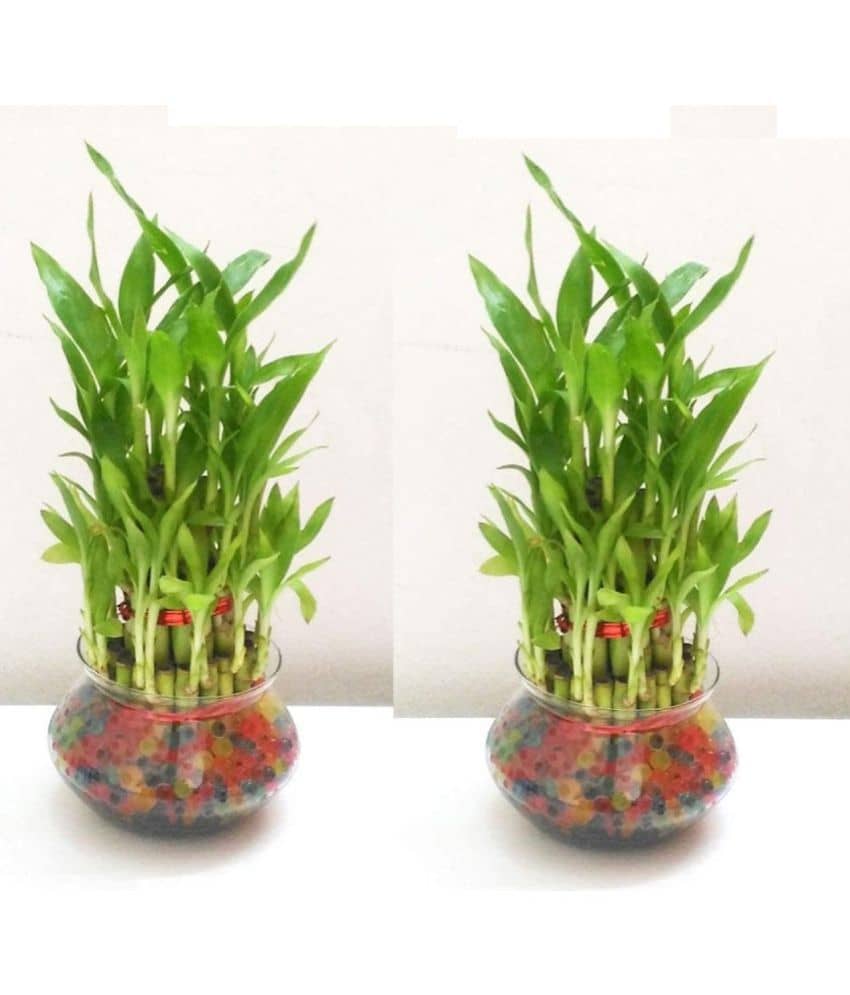 Green plant indoor - Green Wild Artificial Flowers With Pot ( Pack of 2 )