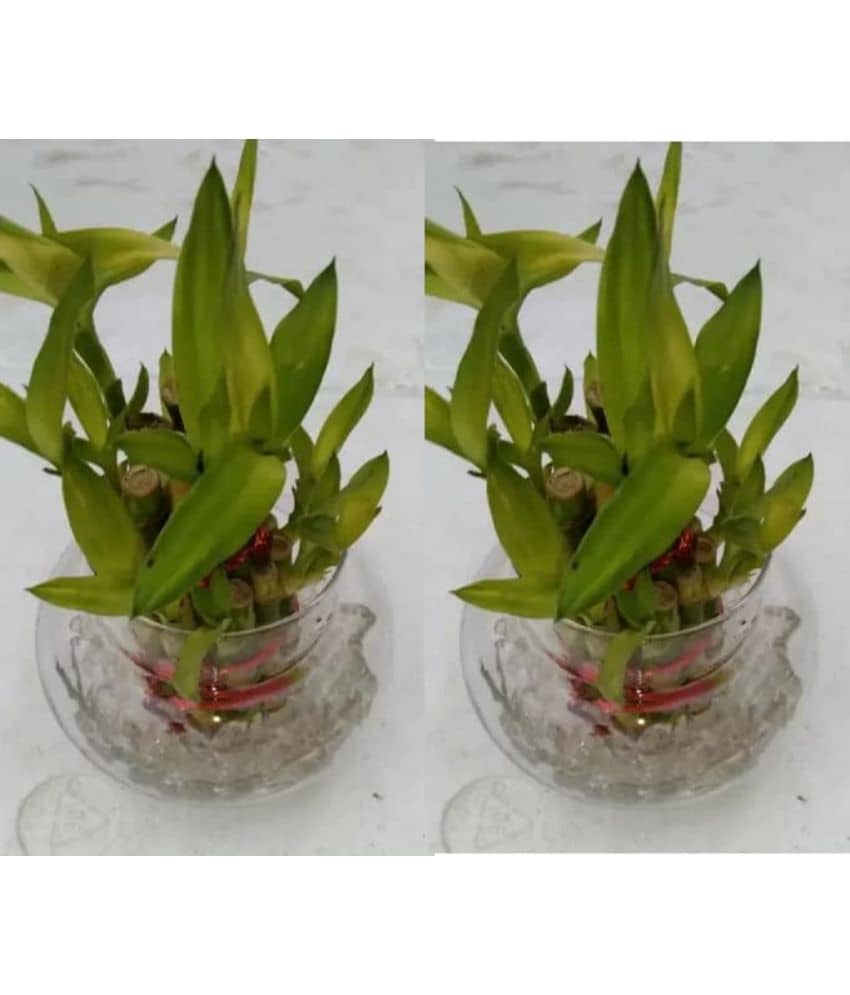Green plant indoor - Green Wild Artificial Flowers With Pot ( Pack of 2 )