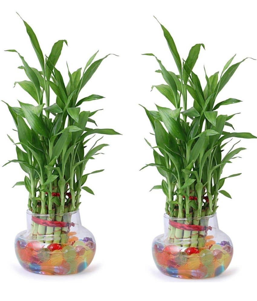 Green plant indoor - Green Wild Artificial Flowers With Pot ( Pack of 2 )
