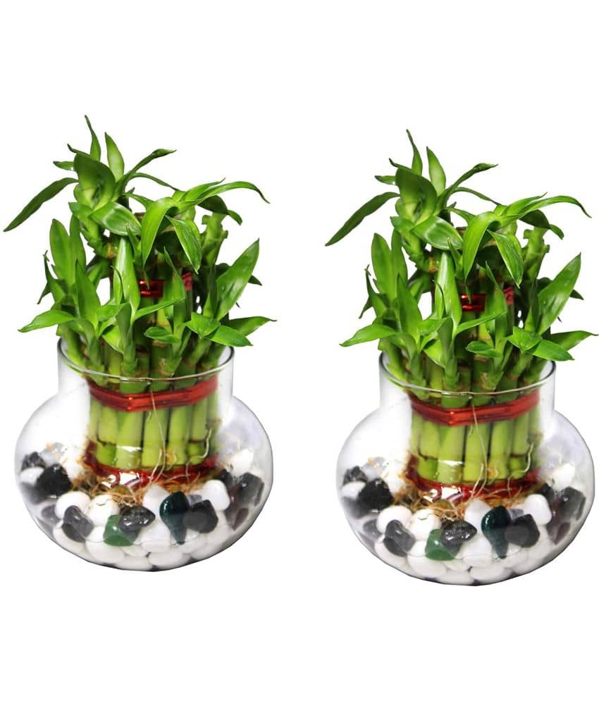 Green plant indoor - Green Wild Artificial Flowers With Pot ( Pack of 2 )