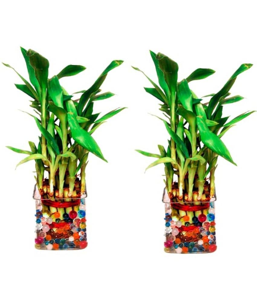 Green plant indoor - Green Wild Artificial Flowers with Basket ( Pack of 2 )