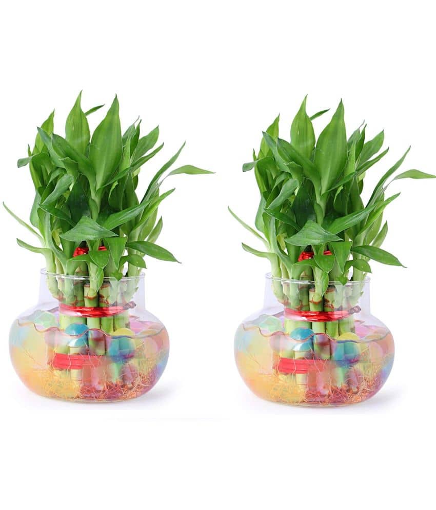 Green plant indoor - Green Wild Artificial Flowers With Pot ( Pack of 2 )