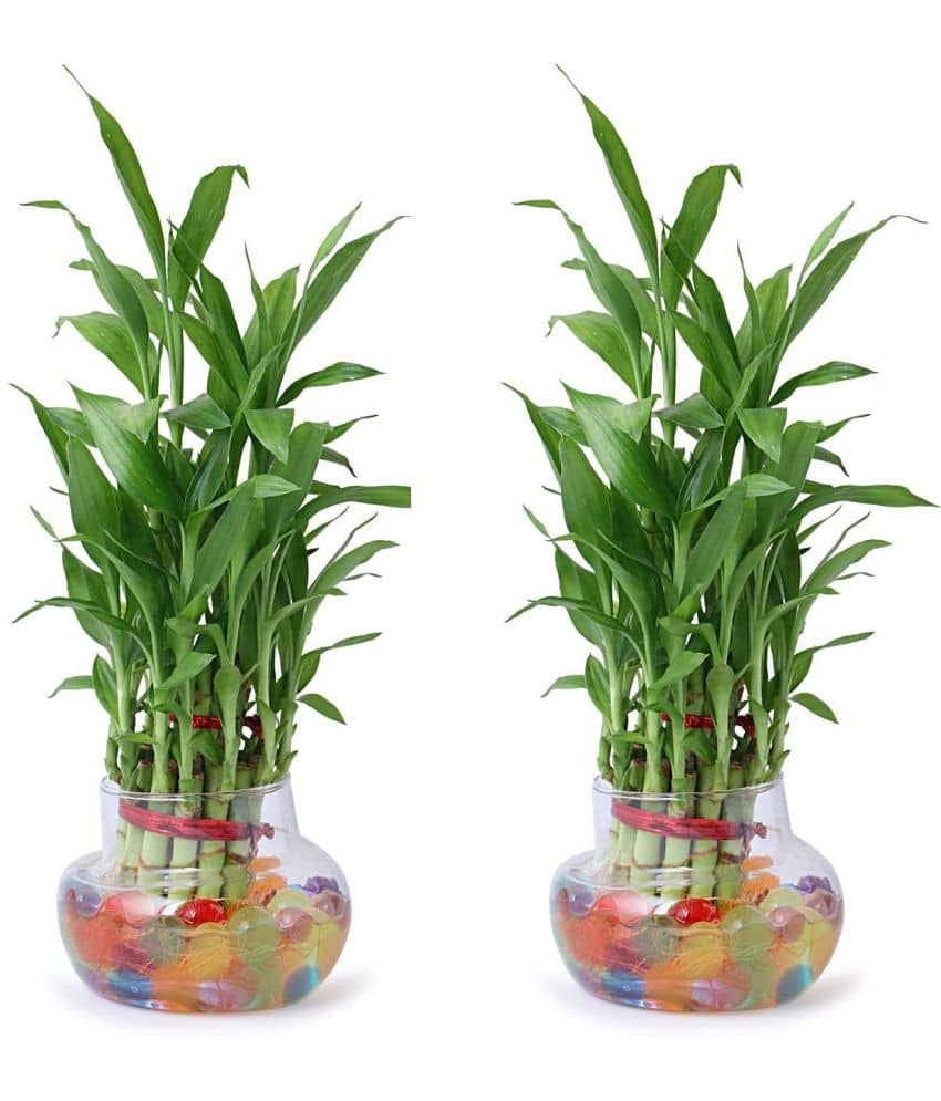 Green plant indoor - Green Wild Artificial Flowers With Pot ( Pack of 2 )