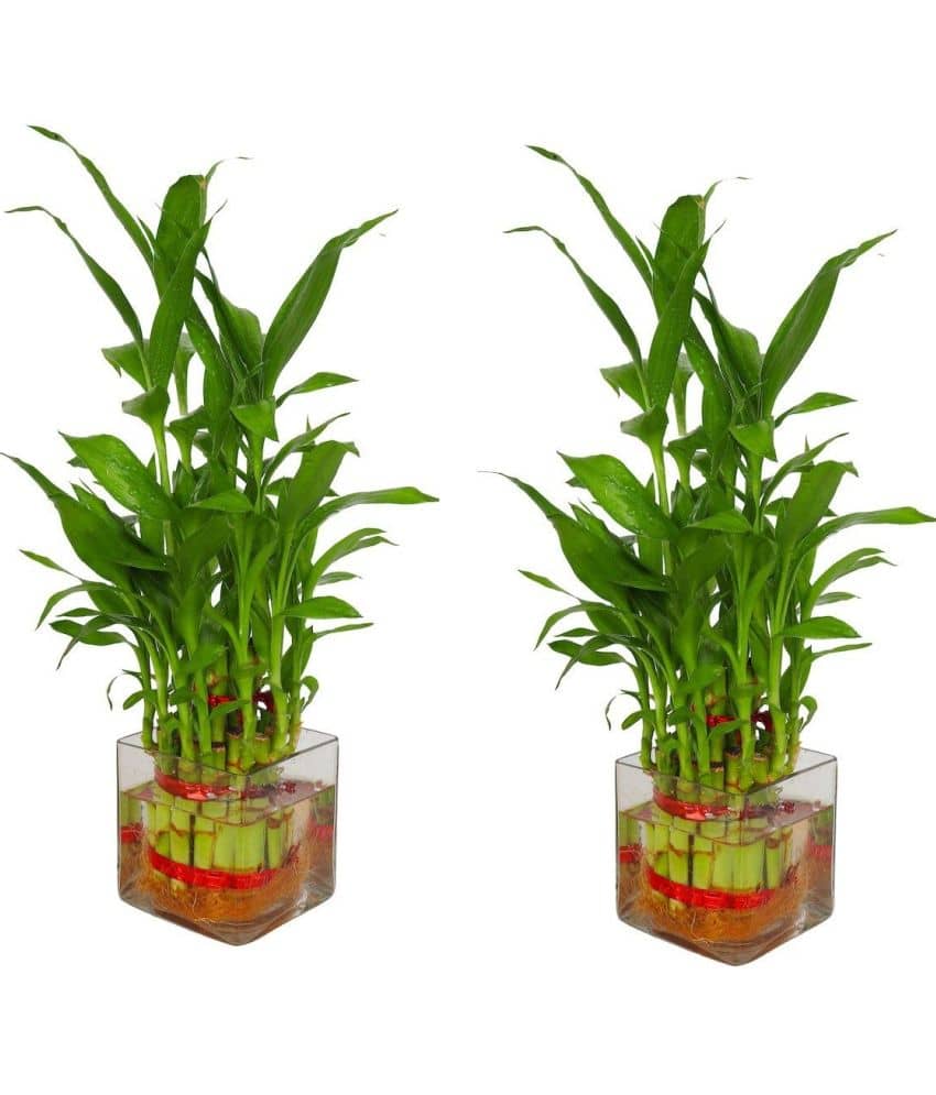 Green plant indoor - Green Wild Artificial Flowers With Pot ( Pack of 2 )