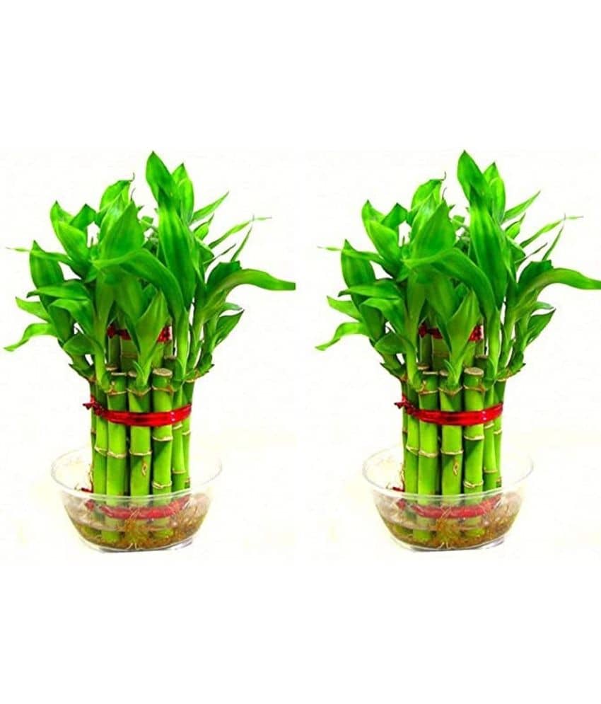 Green plant indoor - Green Wild Artificial Flowers With Pot ( Pack of 2 )