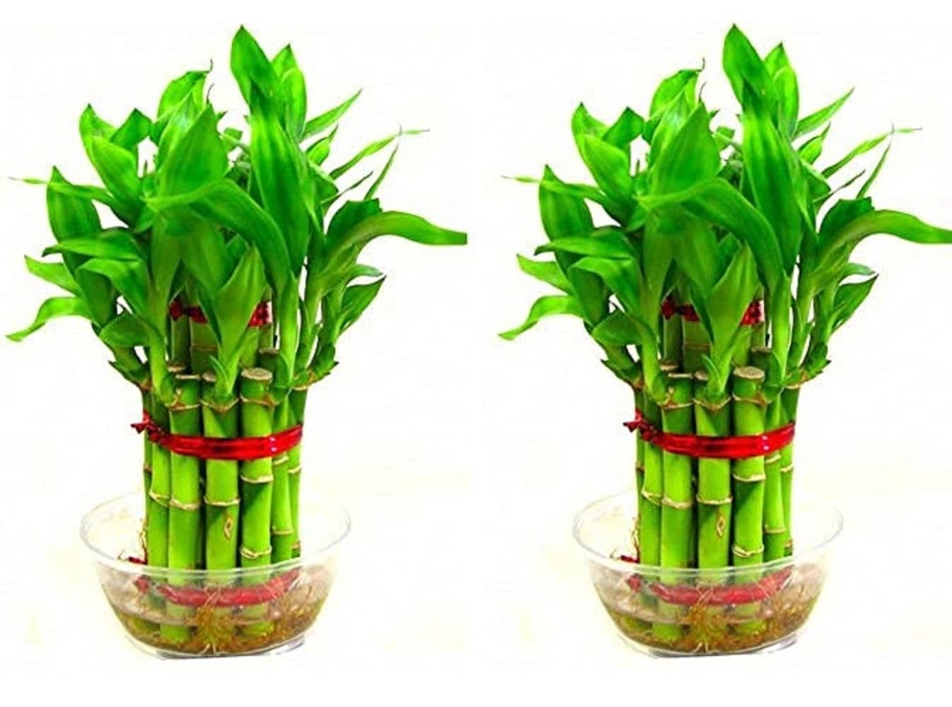 Green plant indoor - Green Wild Artificial Flowers With Pot ( Pack of 2 )