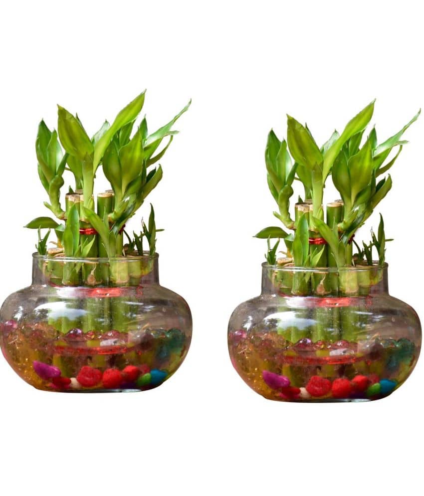 Green plant indoor - Green Wild Artificial Flowers With Pot ( Pack of 2 )