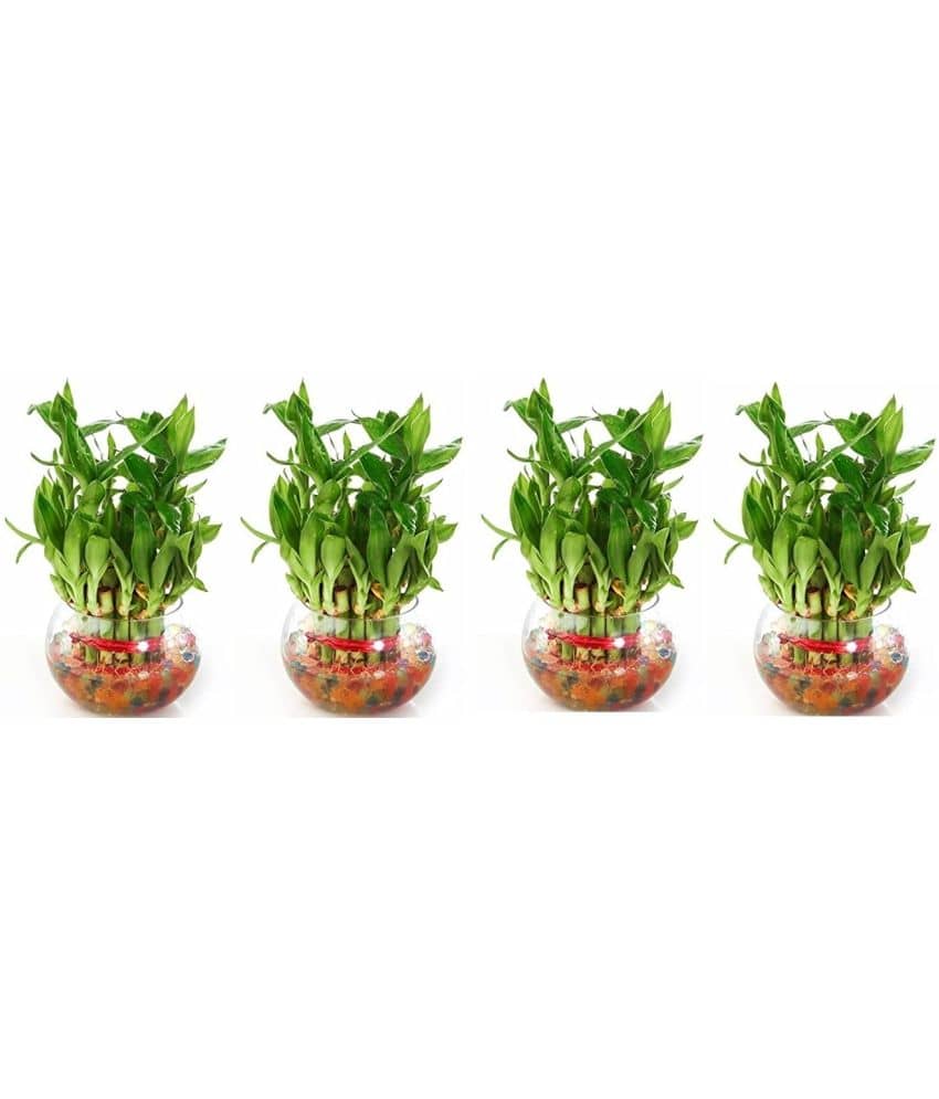 Green plant indoor - Green Wild Artificial Flowers With Pot ( Pack of 4 )