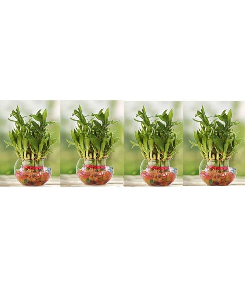 Green plant indoor - Green Wild Artificial Flowers With Pot ( Pack of 4 )