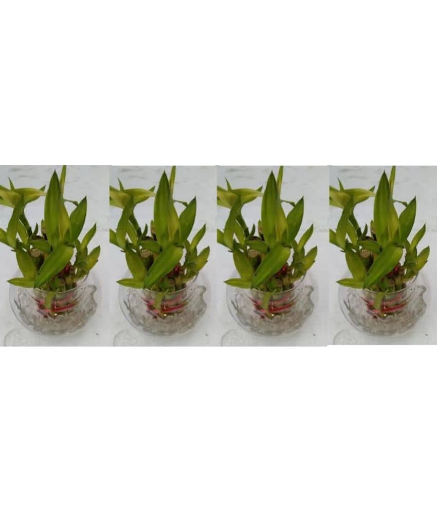 Green plant indoor - Green Wild Artificial Flowers With Pot ( Pack of 4 )