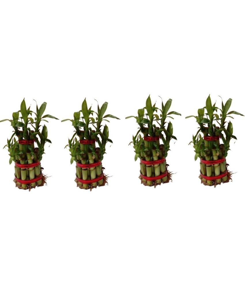 Green plant indoor - Green Wild Artificial Flowers With Pot ( Pack of 4 )