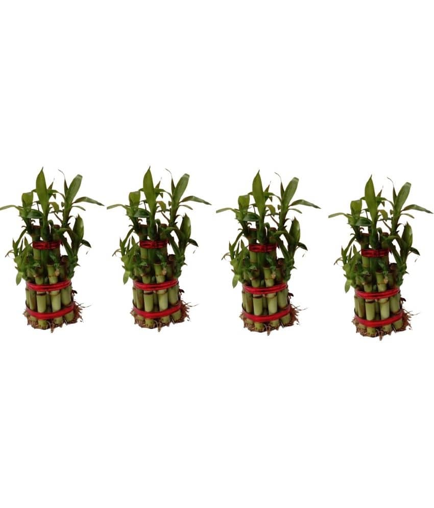 Green plant indoor - Green Wild Artificial Flowers With Pot ( Pack of 4 )