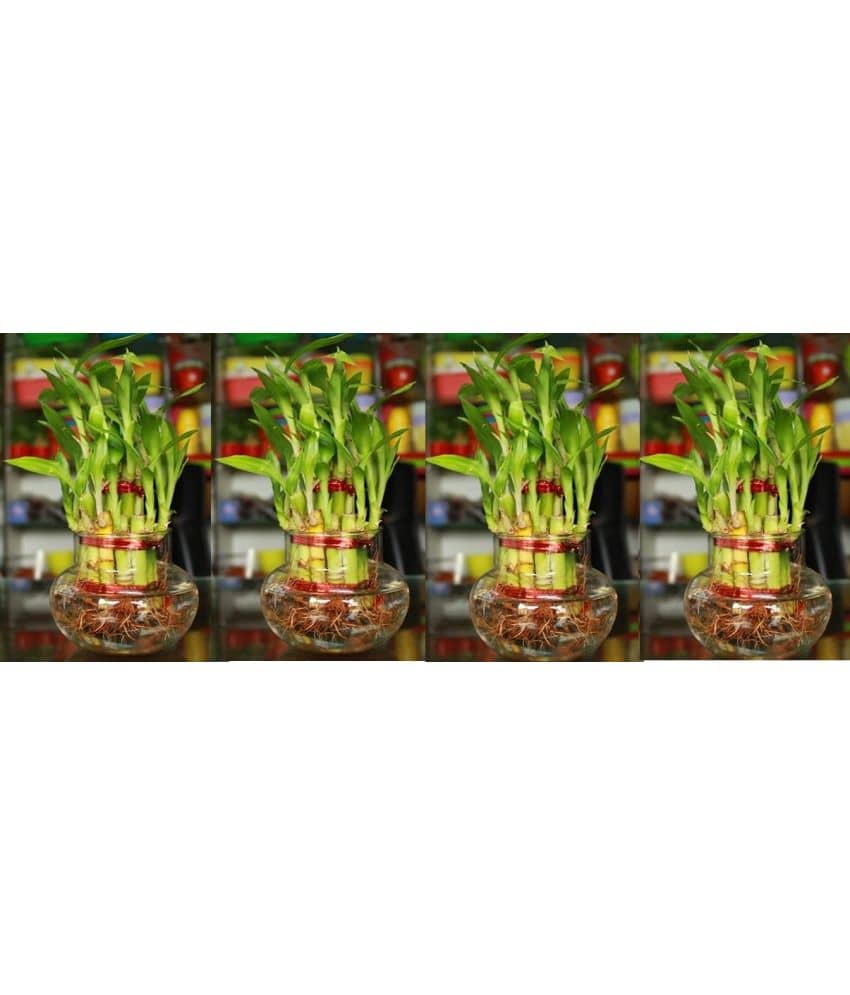 Green plant indoor - Green Wild Artificial Flowers With Pot ( Pack of 4 )