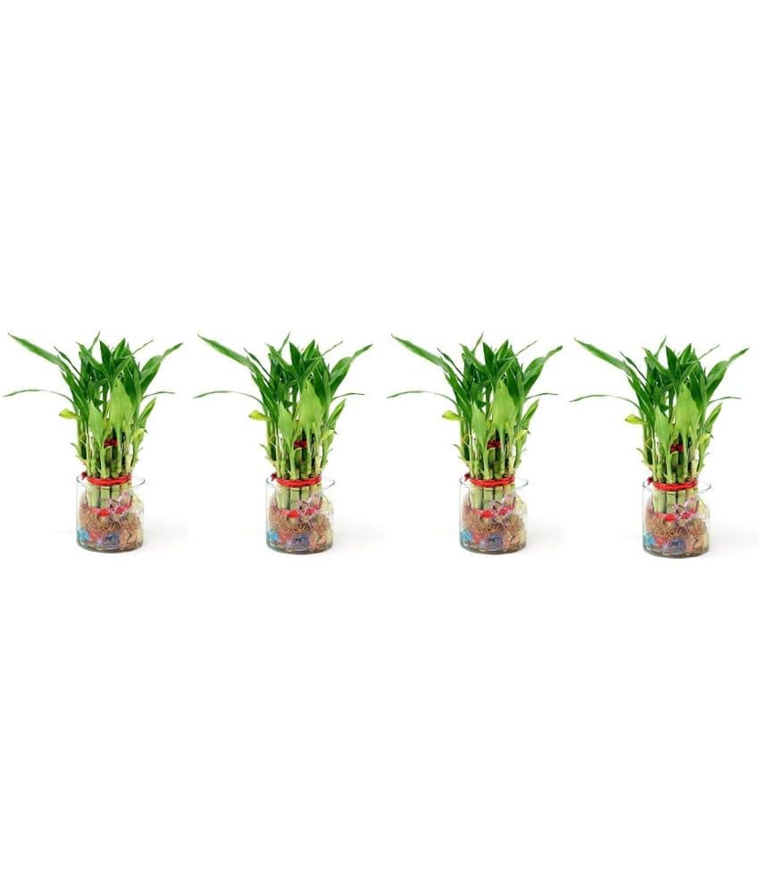Green plant indoor - Green Wild Artificial Flowers With Pot ( Pack of 4 )
