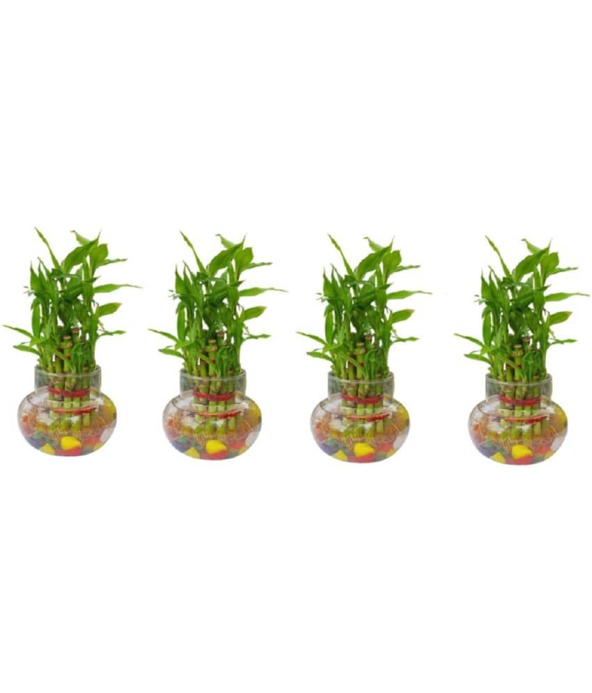Green plant indoor - Green Wild Artificial Flowers With Pot ( Pack of 4 )