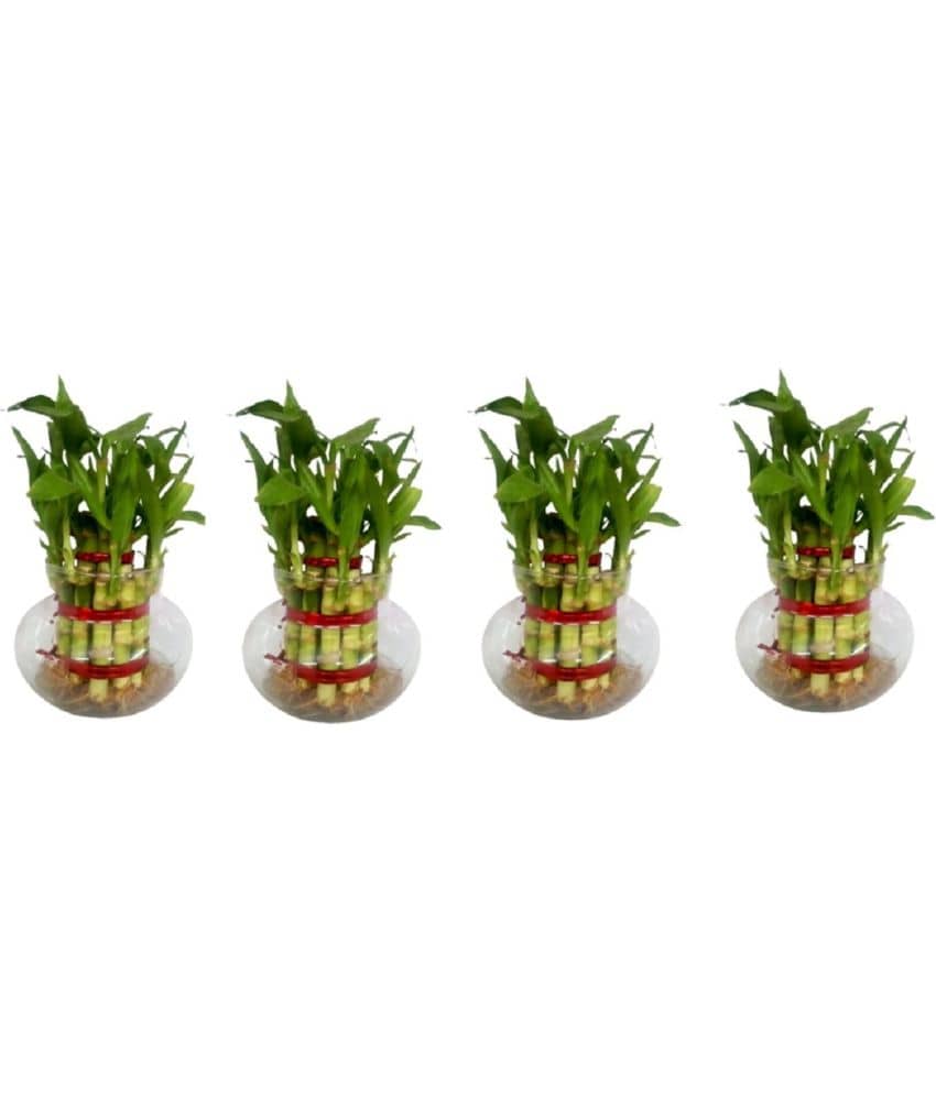 Green plant indoor - Green Wild Artificial Flowers With Pot ( Pack of 4 )