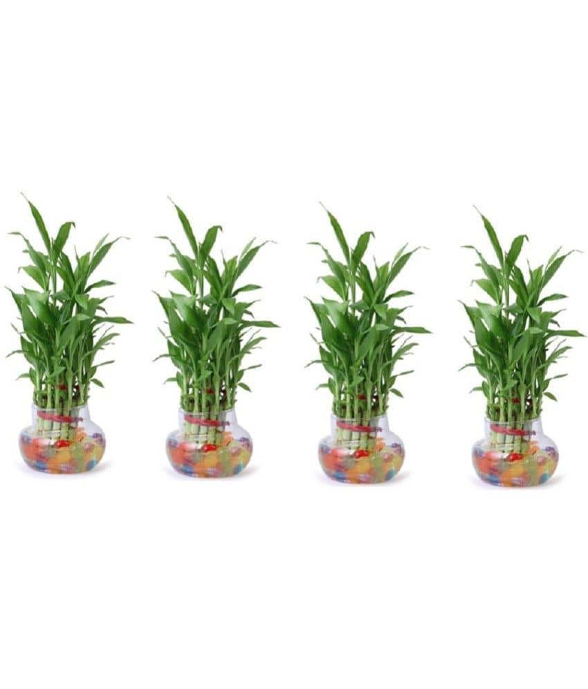 Green plant indoor - Green Wild Artificial Flowers With Pot ( Pack of 4 )