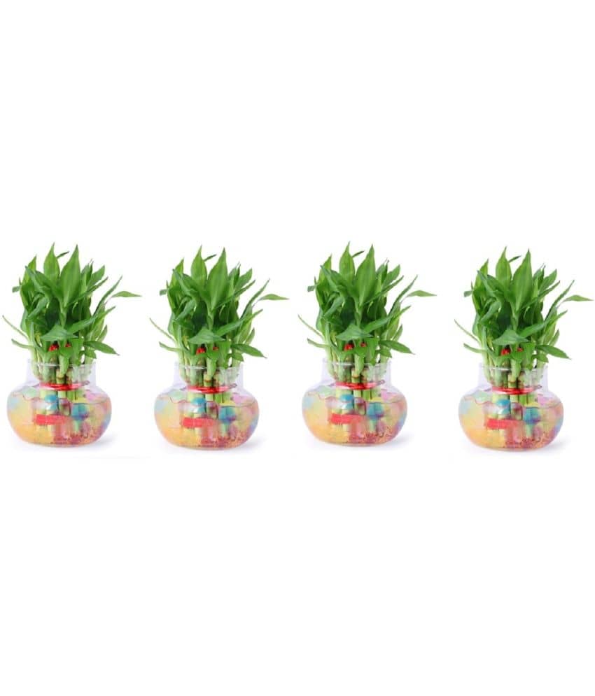 Green plant indoor - Green Wild Artificial Flowers With Pot ( Pack of 4 )