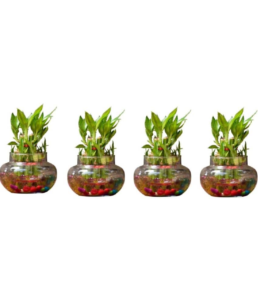 Green plant indoor - Green Wild Artificial Flowers With Pot ( Pack of 4 )