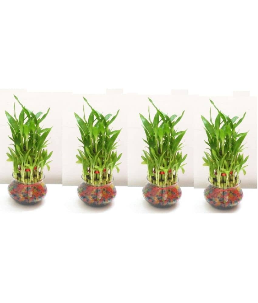 Green plant indoor - Green Wild Artificial Flowers With Pot ( Pack of 4 )