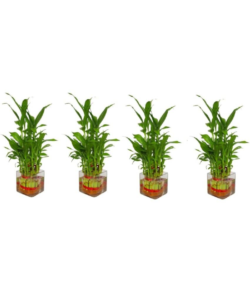 Green plant indoor - Green Wild Artificial Flowers With Pot ( Pack of 4 )