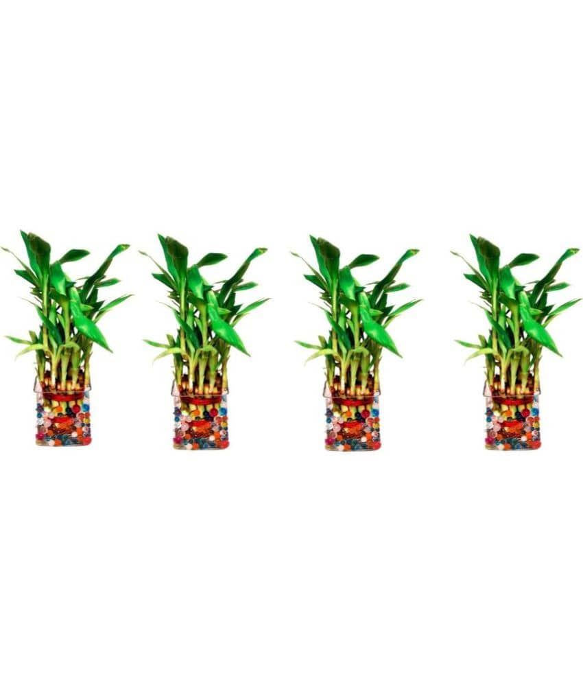 Green plant indoor - Green Wild Artificial Flowers With Pot ( Pack of 4 )