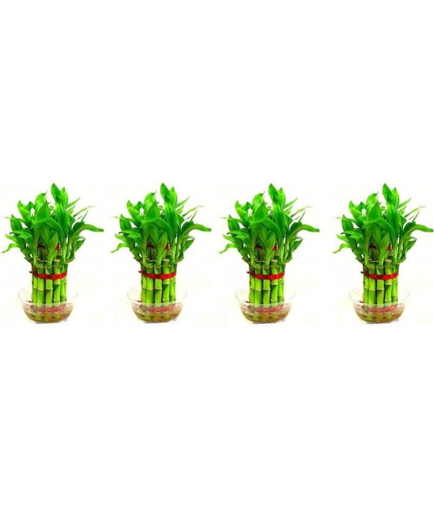 Green plant indoor - Green Wild Artificial Flowers With Pot ( Pack of 4 ) Green plant indoor - Green Wild Artificial Flowers With Pot ( Pack of 4 )