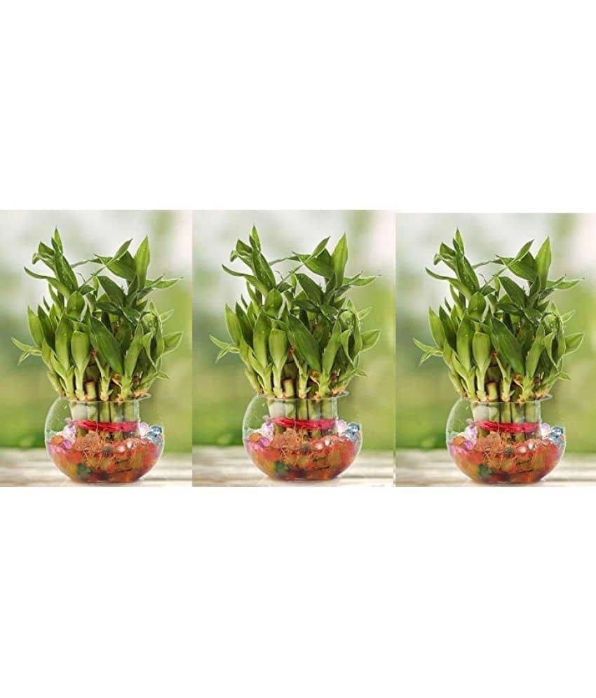 Green plant indoor - Green Wild Artificial Flowers With Pot ( Pack of 3 )