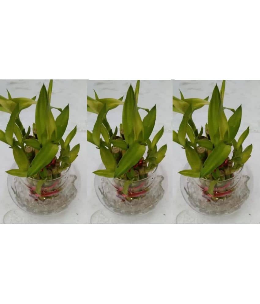 Green plant indoor - Green Wild Artificial Flowers With Pot ( Pack of 3 )