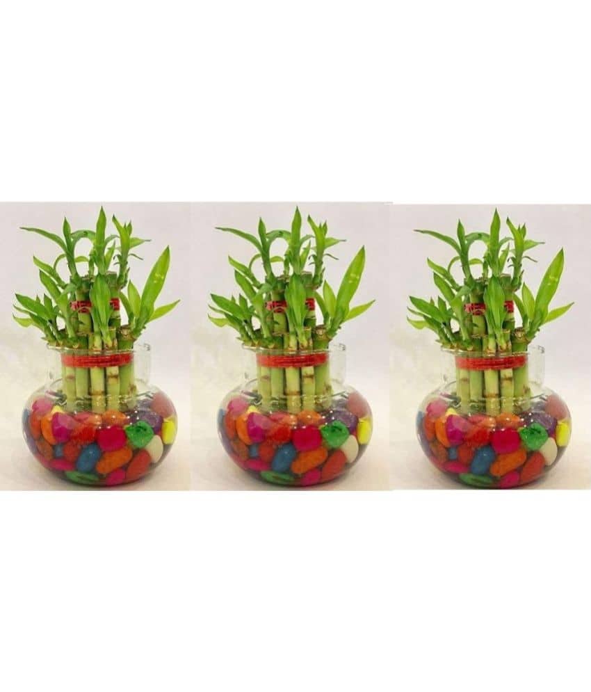 Green plant indoor - Green Wild Artificial Flowers With Pot ( Pack of 3 )