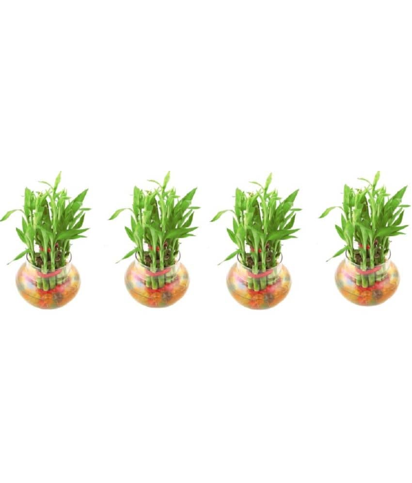 Green plant indoor - Green Wild Artificial Flowers With Pot ( Pack of 4 )