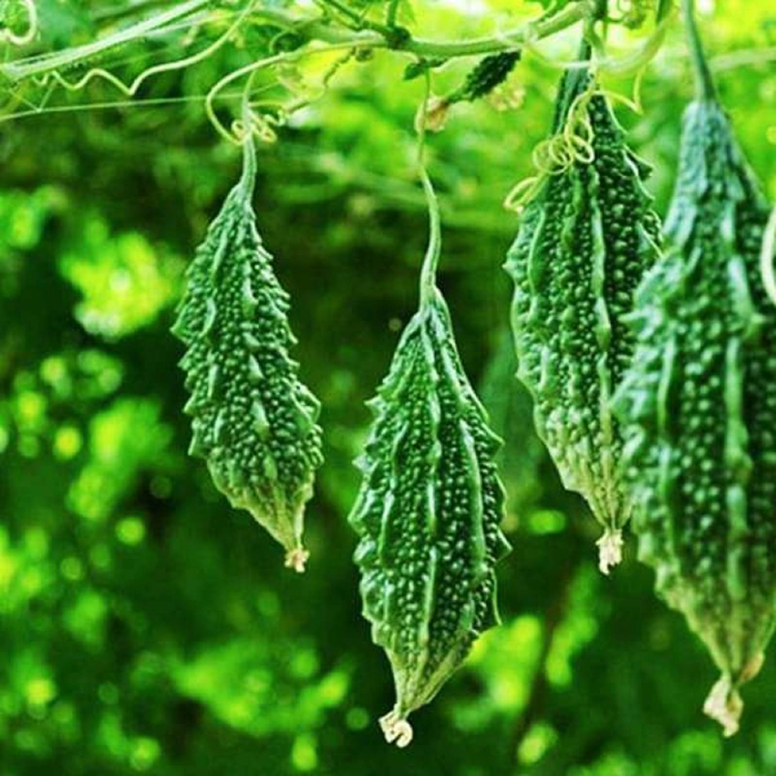     			CLASSIC GREEN EARTH - Bitter Gourd Vegetable ( 15 Seeds )