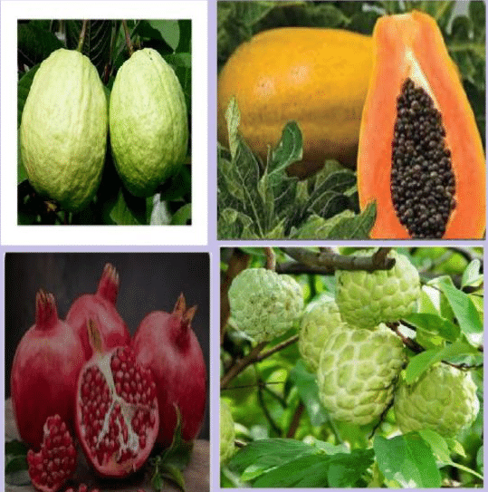     			CLASSIC GREEN EARTH - Papaya Fruit ( 200 Seeds )