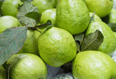     			CLASSIC GREEN EARTH - Guava Fruit ( 60 Seeds )