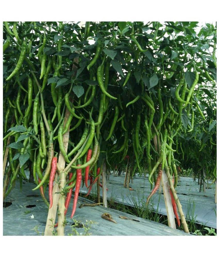     			Recron Seeds - Green Chilli Vegetable ( 50 Seeds )